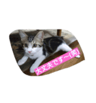 にゃん2スタンプ（個別スタンプ：3）