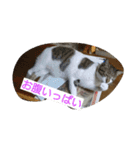 にゃん2スタンプ（個別スタンプ：4）