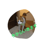 にゃん2スタンプ（個別スタンプ：5）
