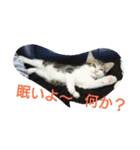 にゃん2スタンプ（個別スタンプ：7）