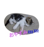 にゃん2スタンプ（個別スタンプ：10）