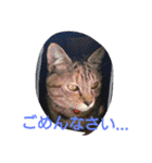 にゃん2スタンプ（個別スタンプ：12）