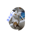 にゃん2スタンプ（個別スタンプ：14）