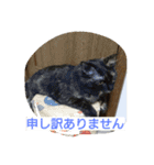 にゃん2スタンプ（個別スタンプ：17）