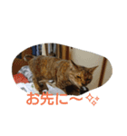 にゃん2スタンプ（個別スタンプ：18）