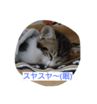 にゃん2スタンプ（個別スタンプ：19）