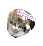 にゃん2スタンプ（個別スタンプ：20）
