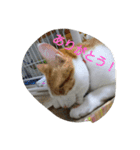 にゃん2スタンプ（個別スタンプ：22）