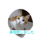 にゃん2スタンプ（個別スタンプ：25）