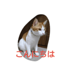 にゃん2スタンプ（個別スタンプ：26）