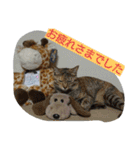 にゃん2スタンプ（個別スタンプ：27）
