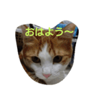 にゃん2スタンプ（個別スタンプ：31）