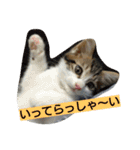 にゃん2スタンプ（個別スタンプ：32）