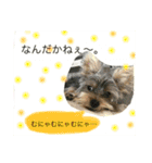 ヨークシャテリア♡バレンの日常（個別スタンプ：4）
