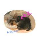ヨークシャテリア♡バレンの日常（個別スタンプ：12）