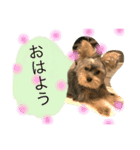 ヨークシャテリア♡バレンの日常（個別スタンプ：15）