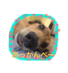 マイペースJOYの日常（個別スタンプ：9）