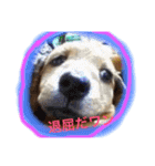 マイペースJOYの日常（個別スタンプ：11）