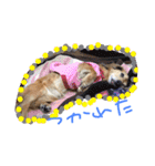 マイペースJOYの日常（個別スタンプ：12）