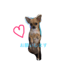 Chihuahua,,RABU,HARU（個別スタンプ：1）