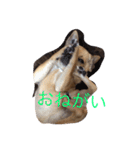 Chihuahua,,RABU,HARU（個別スタンプ：2）