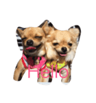 Chihuahua,,RABU,HARU（個別スタンプ：6）