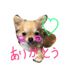 Chihuahua,,RABU,HARU（個別スタンプ：8）
