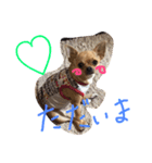 Chihuahua,,RABU,HARU（個別スタンプ：11）