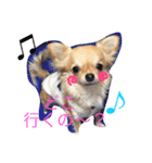 Chihuahua,,RABU,HARU（個別スタンプ：12）