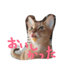 アネモネとガリバー（個別スタンプ：20）