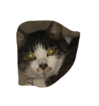 ねこいぬ。（個別スタンプ：4）
