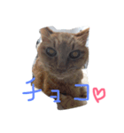 チョコミルクなにゃ（個別スタンプ：3）