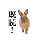 うさぎのちまき（個別スタンプ：1）