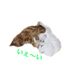 ucino neko 2hiki 3（個別スタンプ：1）