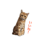ucino neko 2hiki 3（個別スタンプ：3）
