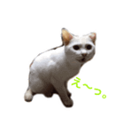 ucino neko 2hiki 3（個別スタンプ：4）