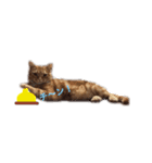 ucino neko 2hiki 3（個別スタンプ：5）