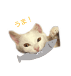 ucino neko 2hiki 3（個別スタンプ：7）