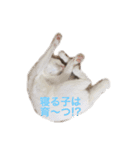 ucino neko 2hiki 3（個別スタンプ：8）