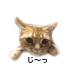ucino neko 2hiki 4（個別スタンプ：6）