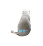 ucino neko 2hiki 4（個別スタンプ：7）