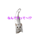 ucino neko 2hiki 4（個別スタンプ：8）