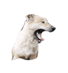Kaoklong and Candy the dog（個別スタンプ：9）