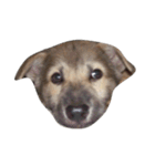 Kaoklong and Candy the dog（個別スタンプ：16）