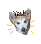 SHUUUUUUUUUU3（個別スタンプ：1）