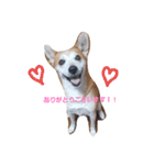 SHUUUUUUUUUU3（個別スタンプ：2）