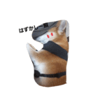 SHUUUUUUUUUU3（個別スタンプ：10）