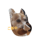 SHUUUUUUUUUU3（個別スタンプ：11）