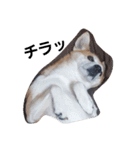 SHUUUUUUUUUU3（個別スタンプ：14）