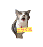ツンデレみゃーちゃん（個別スタンプ：3）